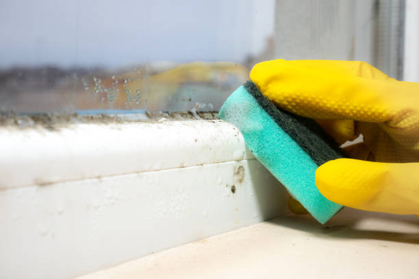 Why You Should Choose Our Mold Remediation Services in Briar, TX